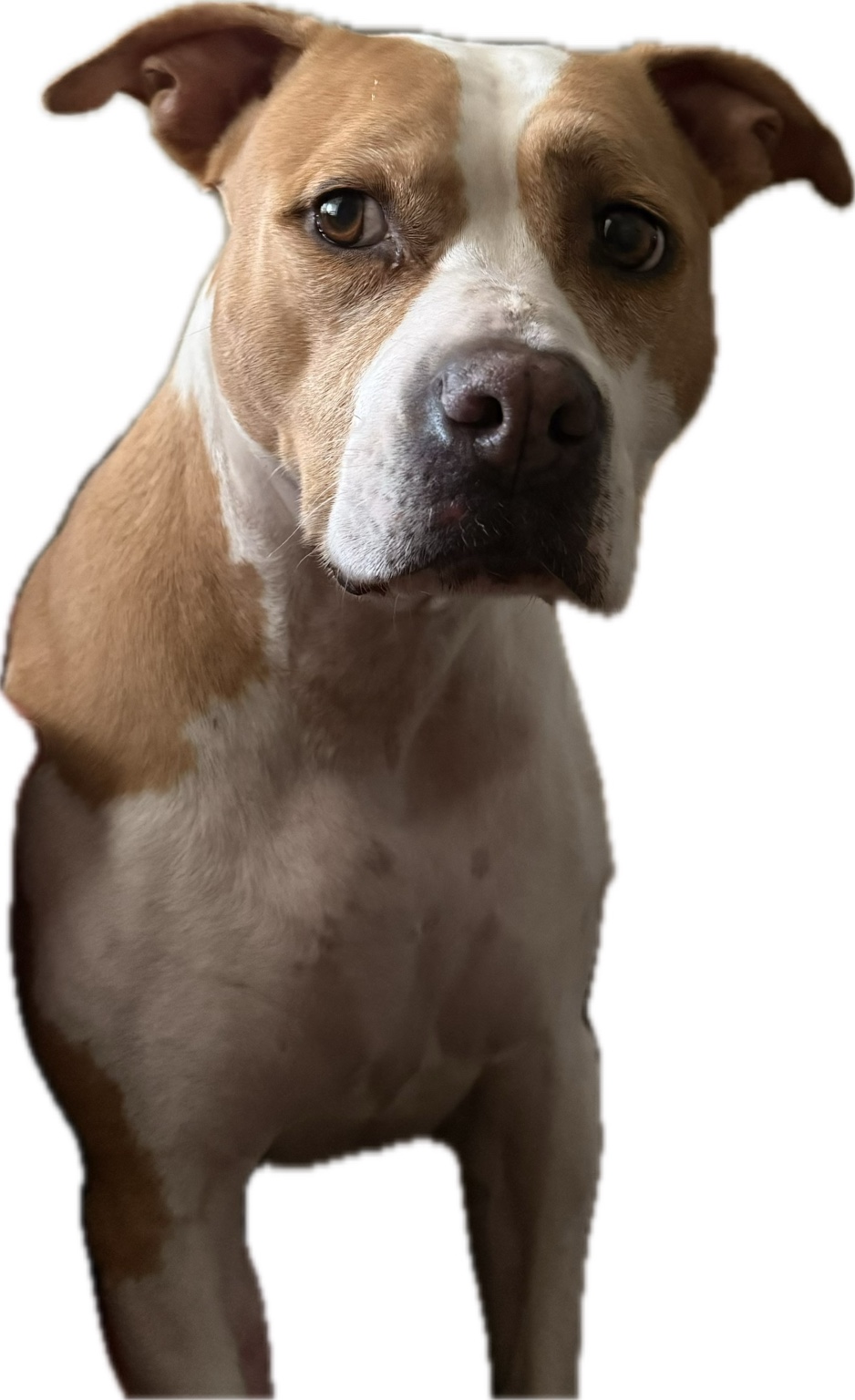 Original dog photo